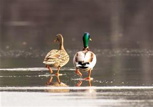 Ducks