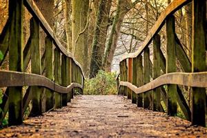 wooden foot bridge