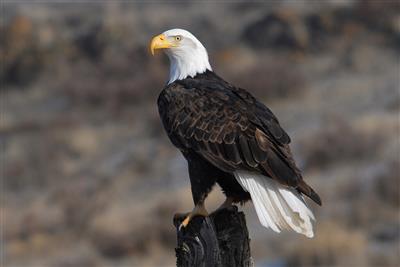 Bald Eagle